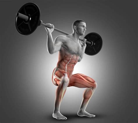 Atg Squat Muscles Worked How To Benefits And Alternatives ~