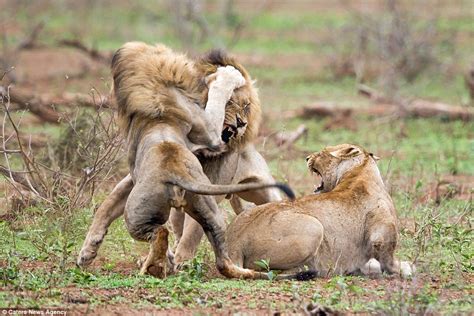 Lion Gives Rival A Beating After He Tried To Interrupt Mating In South Africa Daily Mail Online