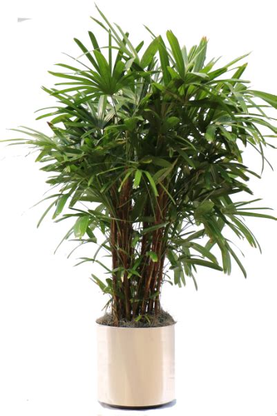 potted plant png - The Gallery For > Tall Indoor Plant Png - Png Pot Plant | #553656 - Vippng