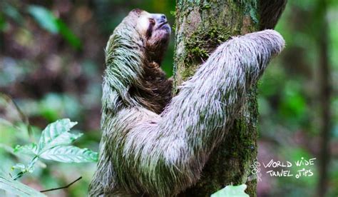 when and where to see the emblematic sloths in costa rica