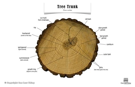 Tree Trunk Anatomy Poster One Less Thing