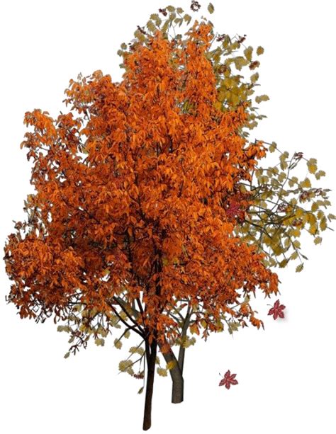 Autumn Tree Png