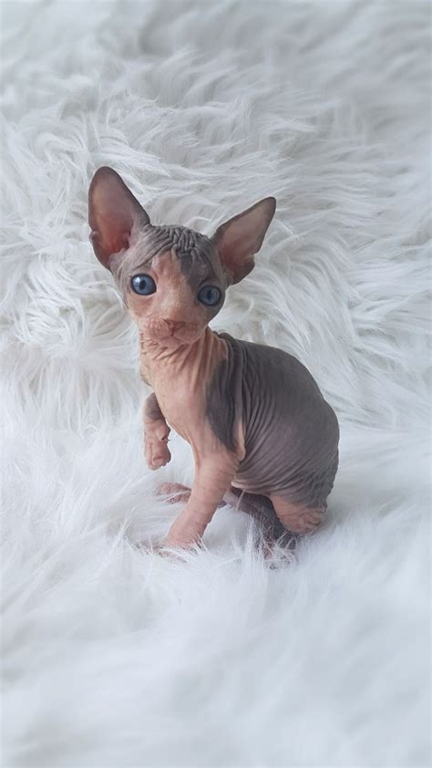 Home of sphynx, elf and bambino. Sphynx Kitten For Sale Near Me - slideshare