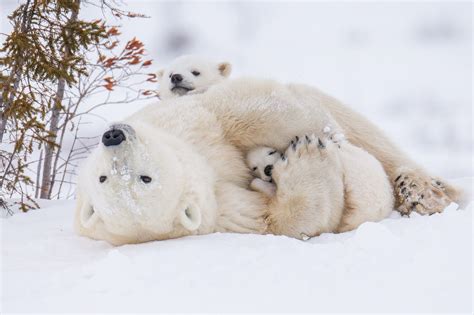 Photo Of The Day Polar Bear Baby Polar Bears Save The Polar Bears
