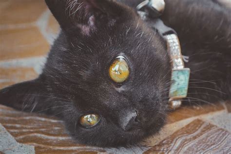 14 Black Cats Who Are All Of Us Cats And Kittens Cats Cute Animals