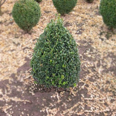 Bountiful Farms Topiary Collection