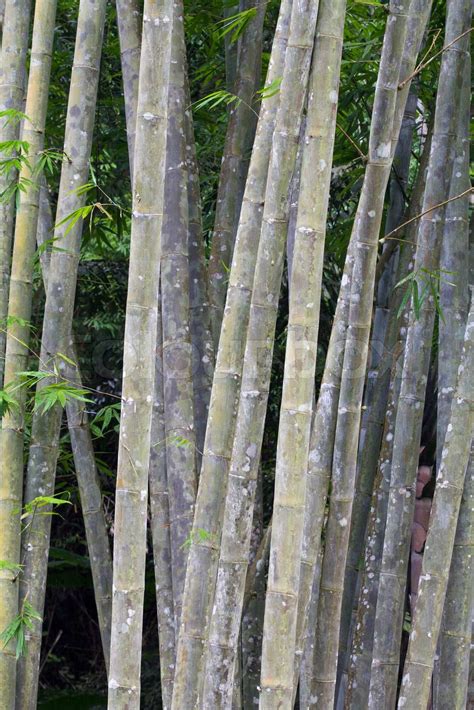 Wild Bamboo Trees Stock Image Colourbox