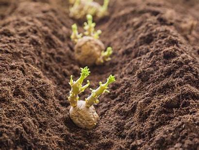 Potatoes Potato Plant Planting Sol Deep Grow