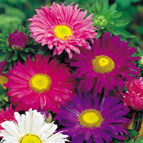 Aster China Single Mixed Flowers Asters Premier Seeds Direct Ltd