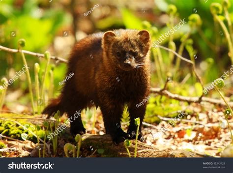 Download fisher cat images and photos. Fisher Cat Stock Photo 93343723 - Shutterstock