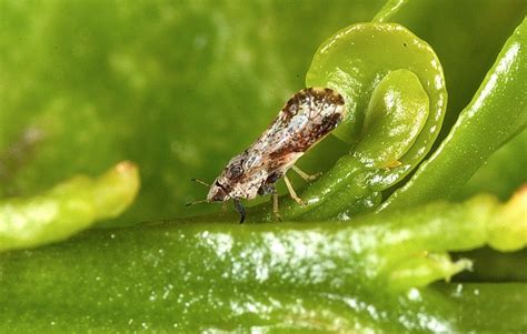 New Discovery About Asian Citrus Psyllids Citrus Industry Magazine