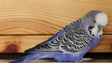 Purple Parakeet Facts Origin And More With Pictures Pet Keen