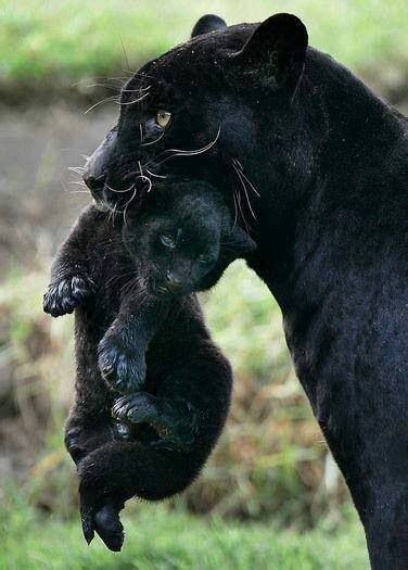 Mom Panther And Her Baby Wild Animals Pictures Animals Wild Baby