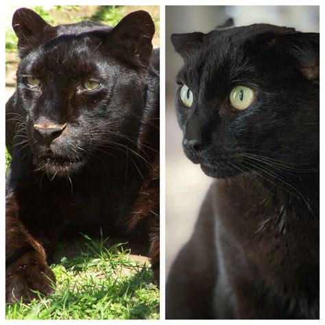 House Panther V Actual Panther Cats