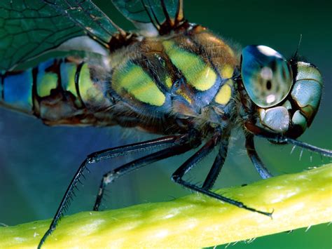 Banco De Imágenes Gratis Los Insectos De Mi Jardín V 10 Imágenes Gratis