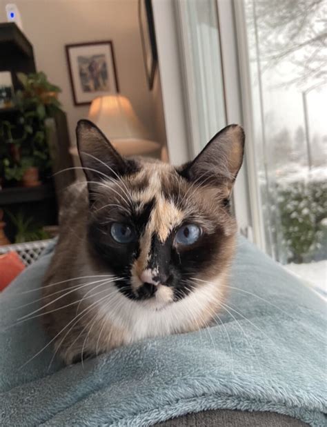 The siamese is one of the first distinctly recognized breeds of oriental cat. Lost Cat (Bothell, Washington) - Ethel