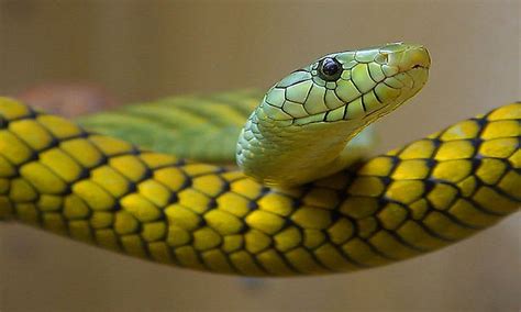 The Venomous Mambas Of Africa How Many Species Are There