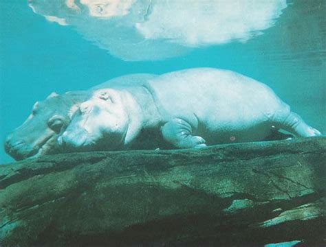 Underwater Sleeping Hippos With Images Hippo Hippopotamus Animals