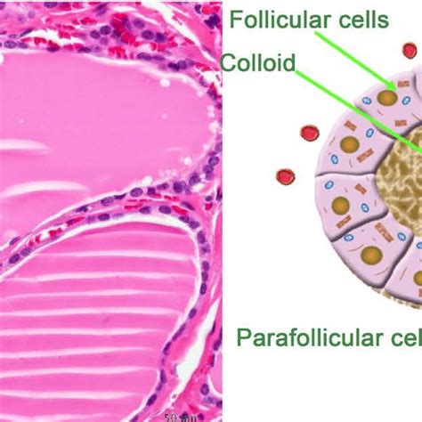 Thyroid Follicles And Thyroid Parafollicular Or C Cells Download