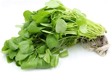 Hydro Watercress Information Recipes And Facts