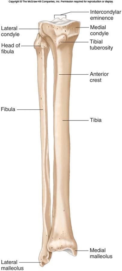 Tibia And Fibula Chandler Physical Therapy