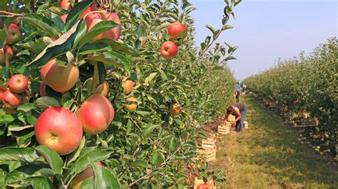 12 Apple Orchards In Indiana For Your Fall Bucket List