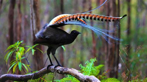 A Single Male Superb Lyrebird Can Mimic The Sound Of An Entire Flock