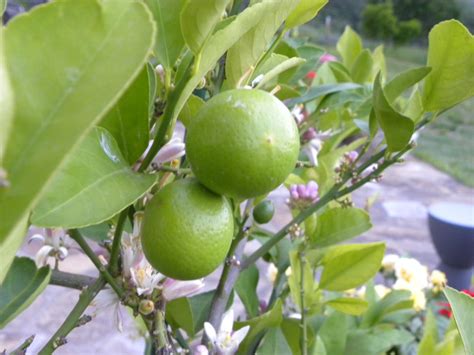 Dianes Texas Garden Meyer Lemon Tree Is Full
