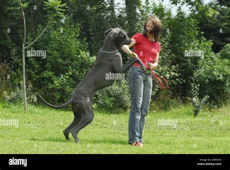 Woman With Great Dane Stock Photo Alamy