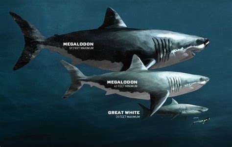 Types Of Sharks A Mammal Or Fish About Facts And Other