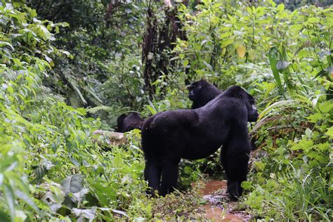 Bwindi Impenetrable National Park Gorilla Numbers On The Rise Uganda