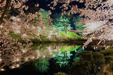 Cherry Blossoms At Night Best Places For Cherry Blossom Night Viewing