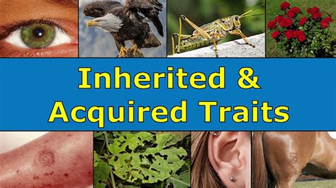 Acquired And Inherited Traits Definition Differences