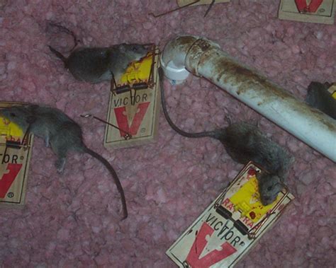 One way is much, much better than the other. How to Kill Rats - Is Poison the Answer?