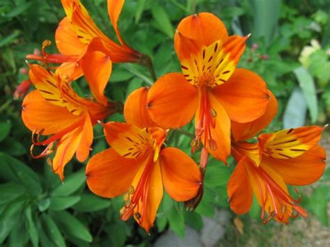 Check spelling or type a new query. Orange flowers, Flowers, Flower images
