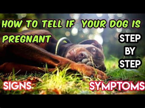 If they display any of the dog pregnancy signs above, such as an increase in appetite or morning sickness, then you can probably assume something is growing inside of them.unless there is concern for your dog's safety, or her litter's safety, don't rush to conclusions right away. HOW TO KNOW IF YOUR DOG IS PREGNANT OR NOT||आपके कुत्ते के ...
