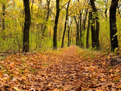 Pathway Through The Beautiful Autumn Forest Autumn Landscape Stock