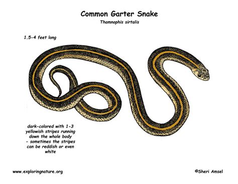 Garter Snake Drawing At Getdrawings Free Download