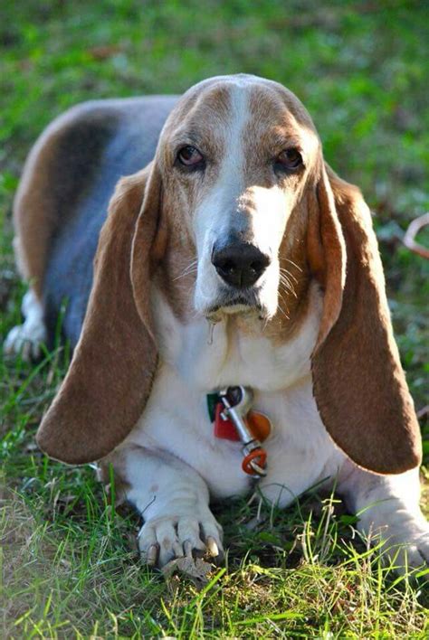 Read our guide to find out more about this breed. Pin by acme on bassett hounds | Bassett hound, Basset hound, Beagle