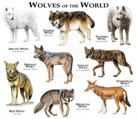 Wolves Of The World Poster Print Inkart
