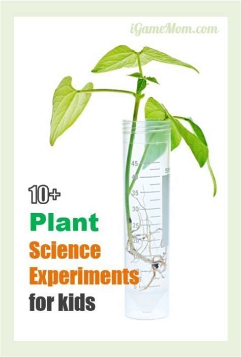 10 Plant Science Experiments For Kids Plants Science Experiments