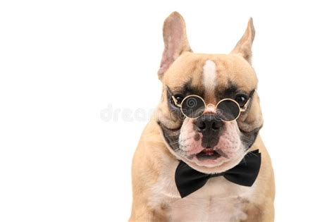 Portrait Of Cute Brown French Bulldog Wear Sunglasses And Black Bow Tie
