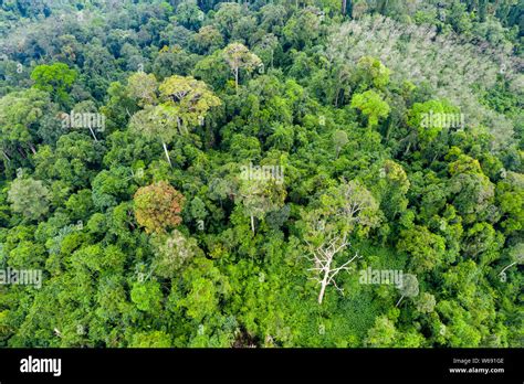 Top Down Aerial View Of The Tree Canopy Of Dense Primary Tropical
