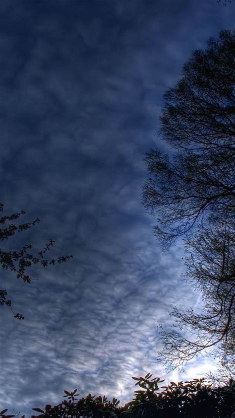 Cloudy Sky In The Evening Forest Wallpaper Backiee