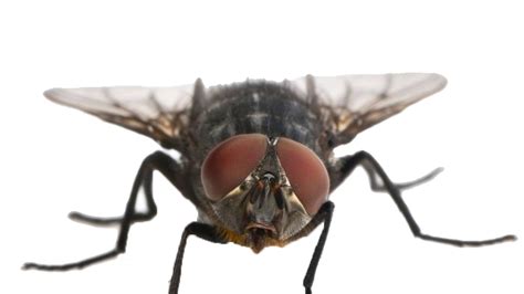 Fly Png Images Free Download Transparent Fly Pictures Free