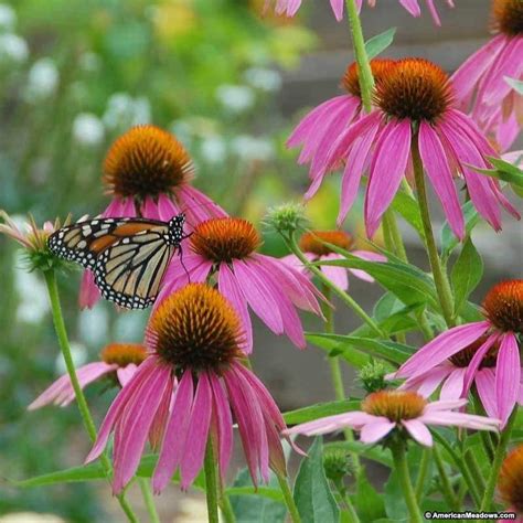 The Monarch Butterfly Wildflower Mix Is An Easy To Grow Compilation Of