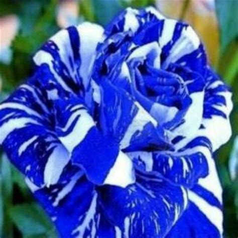 Jual Benih Biji Bunga Mawar Stripe Shrub Mawar Batik Dragon Blue Di