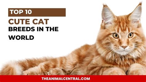 Top 10 Cute Cat Breeds In The World YouTube