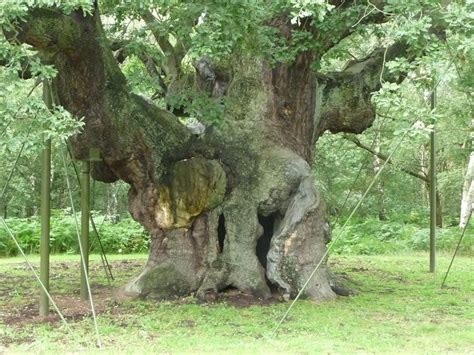 Major Oak Near Nottingham Sherwood Forest Legend Has It That Robin