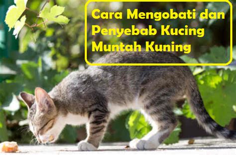 Itu berarti bahwa mereka kebanyakan tidur siang hari dan menjadi aktif sekitar senja. Kenapa Kucing Berak Cair Hijau